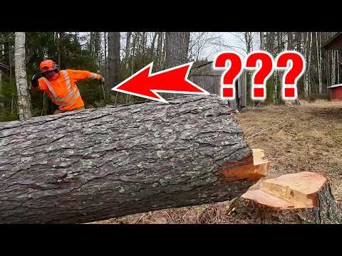 This Easy Tree Removal Turned Into a Close Call