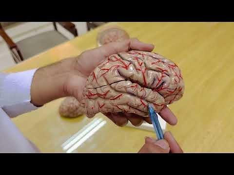 Brain ( Sulci & Gyri ) | Anatomy | MD