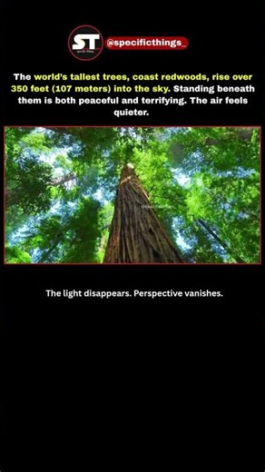 These Are the Tallest Trees on Earth . #facts #TallestTrees #NatureIsWild #Forest #EarthsGiants