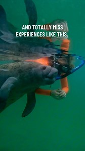 They come for Mickey… but miss the real Florida magic! Don’t skip this once-in-a-lifetime experience of swimming with manatees! ✨ We run tours year-round 👶 All ages welcome 🤿 Snorkeling gear included! Book your spot and make real Florida memories💙 www.manateetouranddive.com 📞 352-795-1333 #SwimWithManatees #HiddenFlorida #CrystalRiver #FamilyAdventure | Manatee Tour and Dive