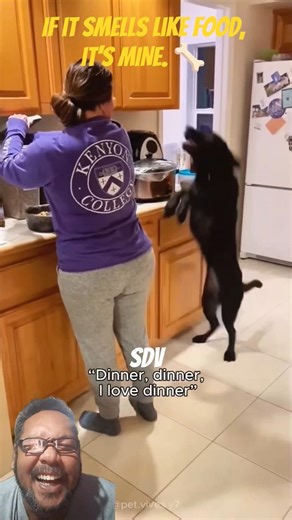 POV: Life with a Labrador is never boring! 😂🐾 #Labrador #FunnyDog #DogLife #USA