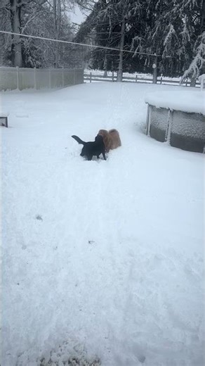 Daisy & Lilly snow day fun#goldielocks&3labs#dogs#cutedog#funnypet