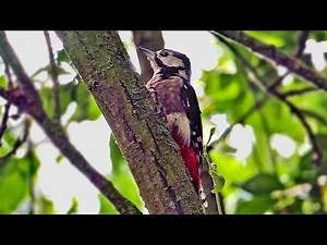 Great Spotted Woodpeckers Drumming - Bird Sounds & Behaviour Explained