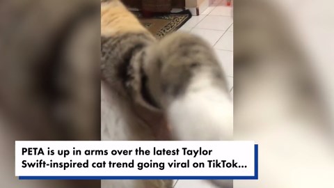 Cat litter shortages are affecting brands like Fresh Step and Scoop Away — what you need to know