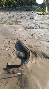 5.6K views · 57 reactions | Unbelievable Fish | Daily Fishing Life | Facebook