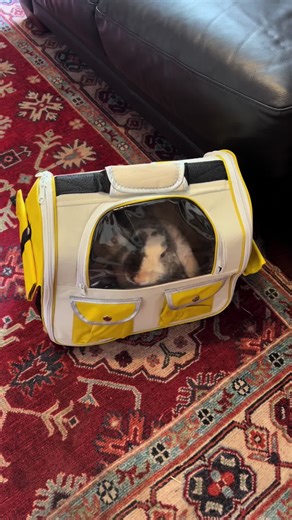 Understanding Bunny Behavior: The Vet Visit Experience