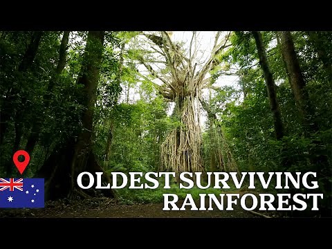 Exploring Australia's 180 Million Year Old Jungle: Daintree Rainforest