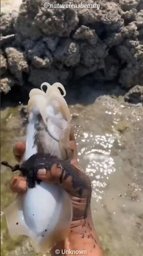 Why Octopuses Release Black Ink? The Ocean's Ultimate Escape Trick!