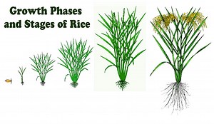 growth phases and stages of rice