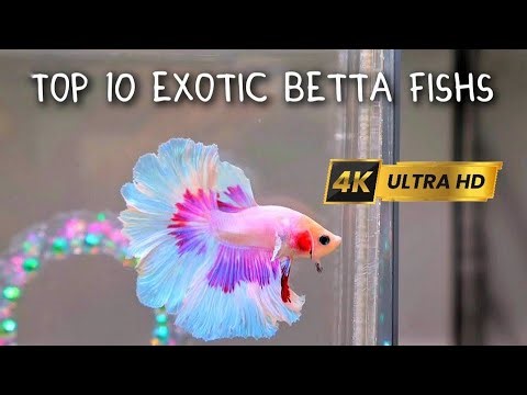 Top 10 Most Exotic Betta Fish Varieties [Part 2] that will amaze you😍✨ [4K] |
