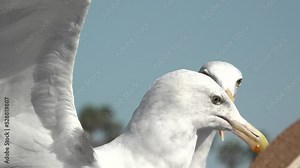 Two Seagulls Talking Talking To Each Other