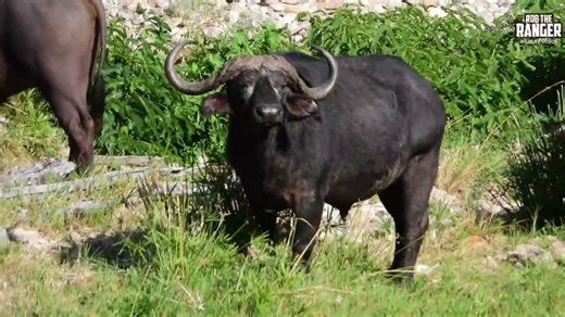 Buffalo herd moves through Mara riverbed with purpose