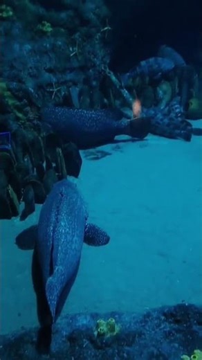 The National Aquarium Abu Dhabi is huge! 🐠 #Shorts