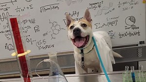 Adopt Darwin The Science Dog! Some say he’s just a dog, but we know the truth: he’s a mad scientist trapped in a fluffy body, using his cuteness to manipulate humans into giving unlimited treats. 🧪🐶🔬 Darwin is currently working on his thesis of Stuffy Disection Theory - WHAT is the essence of a squeaker? WHY does it call to dogs? HOW does one best extract the source of high-frequency vibrations within the stuffy itself? 🧐 Darwin will get to the bottom of this timeless quandry! As it's Darwin