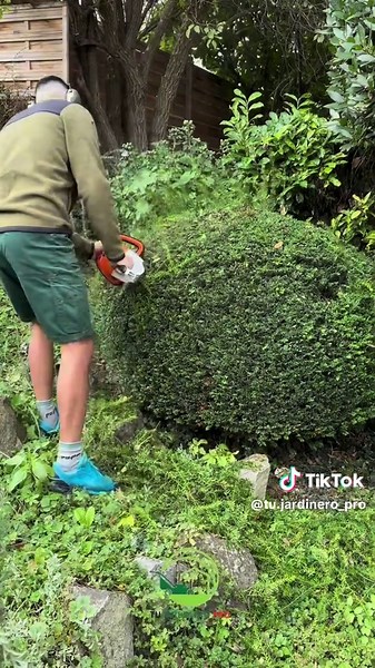 Transformación de Árboles en Jardines: Diseño Topiario
