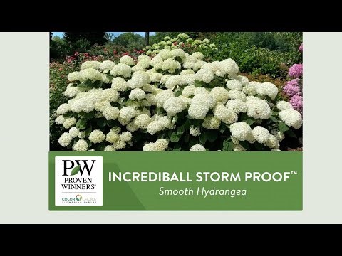 Incrediball Stormproof Hydrangea Stands Strong