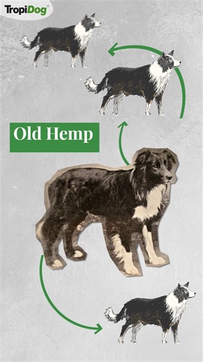 Kim był pies, od którego zaczęła się historia Border Collie? To Old Hemp, urodzony w 1893 roku — genialny pies pasterski, który pracował w absolutnej ciszy i zadziwiał sędziów wyjątkowym stylem. Był tak ceniony, że w hodowli wykorzystywano go niezwykle często. Szacuje się, że miał ponad 200 szczeniąt, a jego zalety przekazywały się dalej przez pokolenia. W 1906 roku powstało International Sheepdog Society (ISDS), które do dziś prowadzi księgę stadną Border Collie. Old Hemp znalazł się wśród pier