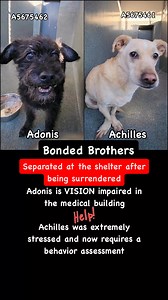 23K views · 1.4K reactions | ✳️ADONIS ✳️ID: #A5675462...