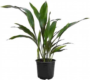 Cast Iron Plant - Benefits, How to Divide, Care, Leaves Splitting