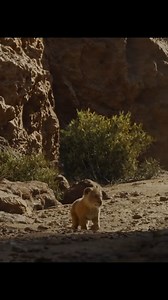 #thelionking #oreileao #movie #liveaction #fy #fyp #filme # - Lion King . 752029283569850 | Luiza Ferrari Chavez