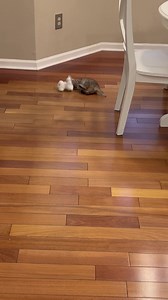 72K views · 10K reactions | We’ve discovered dog toys  | Cubby and Friends | Facebook