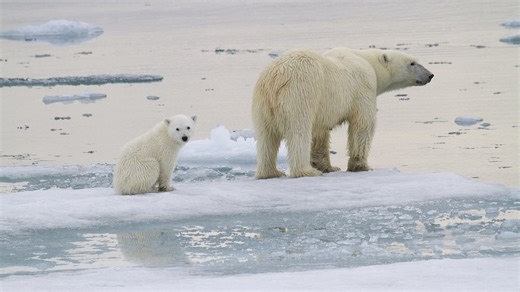 Un-bear-ably cute! Polar bear cubs emerge from den with mum for first time