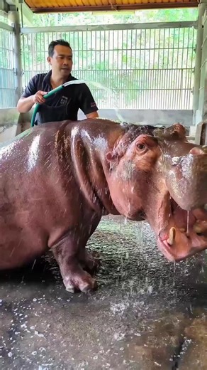 Amazing Hippopotamus Facts