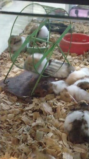 Hámster corriendo en su rueda :) hd