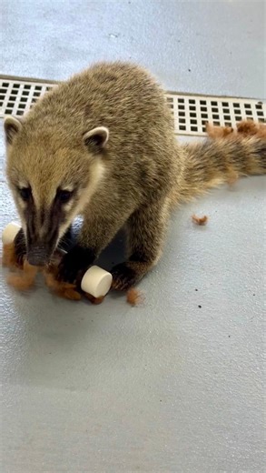 Check out this creative and fun example of how we keep our South American coatimundis minds busy and their instincts strong. 🧡 This video shows our coatis exploring alpaca fleece scent enrichment for the very first time! 🦙🥰 They have seen our alpacas before but getting a real, good whiff of their fleece was something completely new and they were so focused! Enrichment like this supports natural foraging and problem-solving and keeps them mentally stimulated, which is an important part of thei