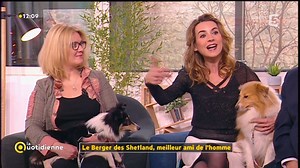 Notre Laetitia Barlerin - Miss Véto nous fait découvrir le Berger de Shetland, un chien qui ressemble à Lassie... mais en petit format ! | Samedi à tout prix