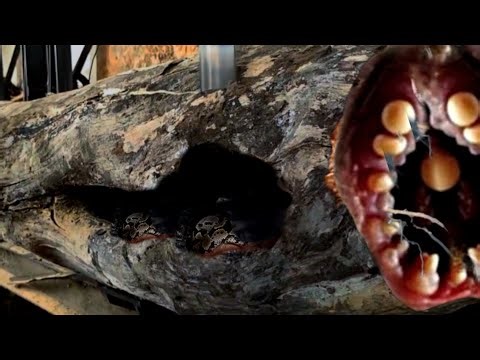 We Had Trouble Cutting It || The Very Hard Ironwood at the Sawmill