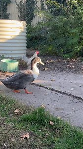 Mayhem and madness #ducksbehavingbadly #rescuedducks #sunduckling | Ducks and Clucks