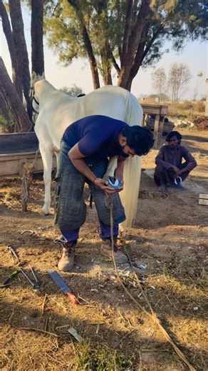 😊 "Horse Shoeing 101: Protecting Your Horse's Hooves" #horse #horsecare