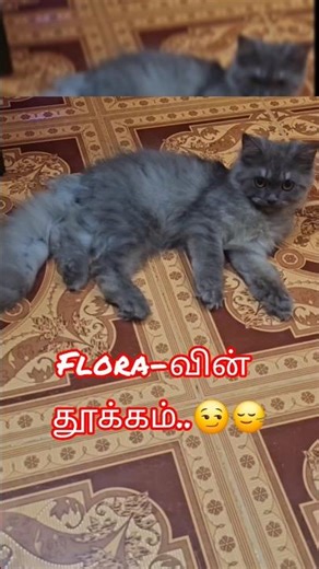 Flora-வின் தூக்கம் ..😏🙂‍↔️ #excuse me Macha #entertainment #catshorts #cattrending shorts #catfunny