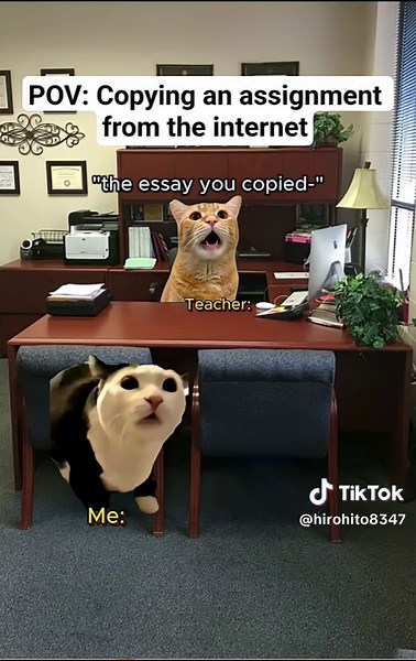 sorry cat meme meaning: 'I'm sorry' cat meme explained