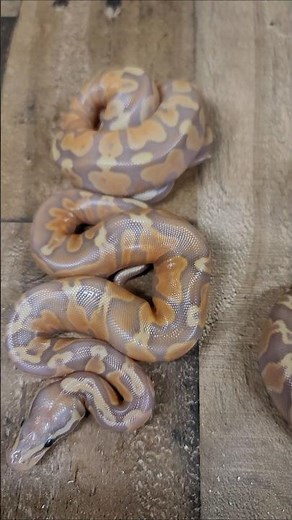 BEAUTIFUL Banana Ball Python Babies. So Cute! 🐍🐍