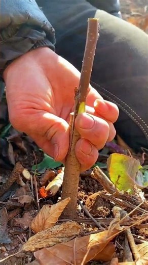 Best method and unique ideas for the grafting of fruit trees #grafting #plants #garden #tree​