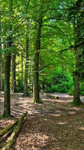5s Swiss Forest Morning | Birds & Calm Nature 4K