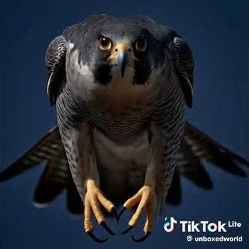 Meet the fastest animal on planet earth; Peregrine falcon