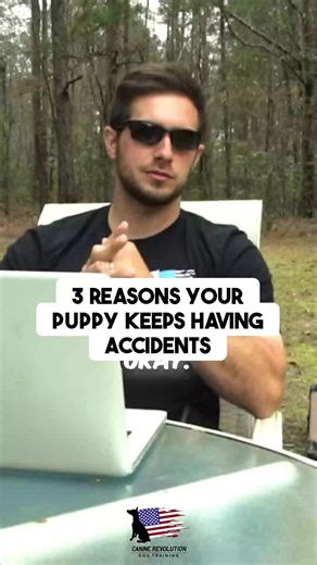3 reasons your puppy keeps having kennel accidents 🐶 1️⃣ Too much crate space → use a divider 2️⃣ Not walking before kenneling → always go out first 3️⃣ Schedule gap too long → puppies hold it 1 hr per month of age This isn't a behavior problem. It's a structure problem. Fix these 3 and watch what happens. 🎯 #PuppyPottyTraining #KennelTraining #CrateTraining #PuppyTraining #DogTrainingTips