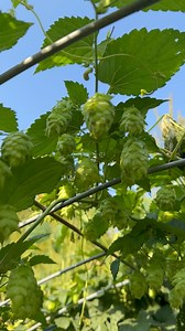8.3K views · 49 reactions | You might think of brewing beer as the most obvious way to use hops but they can also be used in herbal salves, in tea, and more! Learn more: https://www.motherearthnews.com/organic-gardening/grow-your-own-small-scale-specialty-crop-zbcz1604/ #gardening101 #growfood #hops #homebrewing #homebrew #perrenialgarden #perennials #ediblelandscaping #homesteading #homesteadlife | Mother Earth News | Facebook