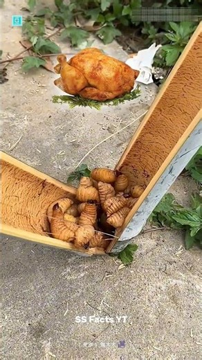 বাঁসের পুকা 😱 | #amazingfacts #shortsfeed #viralshort #trendingshorts #tiktokviral