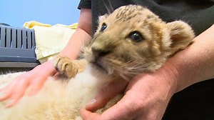Vet cares for Lion cub abandoned by his own mother ❤️ | Bondi Vet