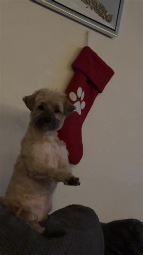 But can your dog dance? #dogsoftiktok #dancer #havanese #fyp #dogmom | dog dancing