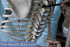 Sacrum: Struktur Dan Fungsi 💊 Ilmiah-Praktis Medical Journal - 2025