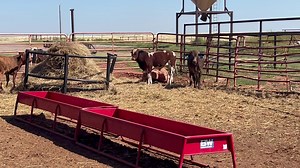 Bulls have been sold a while but I’ve got 25 unbucked heifers I’d like to sell as a set. Andrews/page/Samford. An outstanding set of heifers in my opinion. If they don’t sell we’ll start bucking them in two weeks. 30k Bucking Bull Pro | Rafter C Cattle