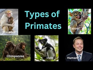 Types of Primates | Order of Humans