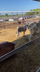72K views · 1.6K reactions | FARMLIFE: The brahman Bull gives at least 75% of the calves’ crop genetics at LE FERME MRL 7-STARS RANCH. #raullambino #bull #leferme #7stars #genetics #brahman. | RAUL LAMBINO | Facebook