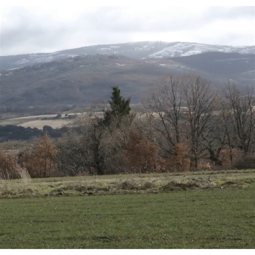 Pepe Guisado on Instagram: "Mucho frío, nieve en las montañas y me topo con un ave norteña muy deseada, el Jilguero Lúgano Sabéis que practica el allofeeding? 😅Que es un comportamiento que se basa en el que los subordinados (del mismo sexo) regurgitan comida a los líderes dominantes del grupo #pajarisiaco"