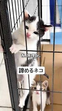 The Cat That Finds an Excuse to Give Up